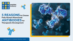 5 Reasons to Choose Fully Human Monoclonal Antibodies for Therapeutic Development