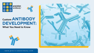 Custom Antibody Development: What You Need to Know