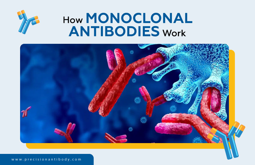 How Monoclonal Antibodies Work