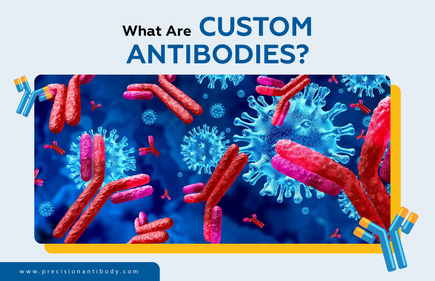 What Are Custom Antibodies?