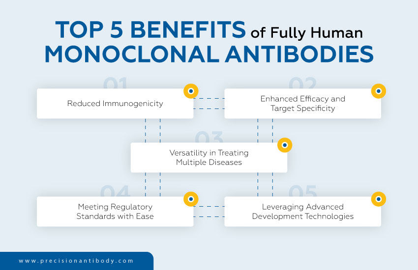 Top 5 Benefits of Fully Human Monoclonal Antibodies