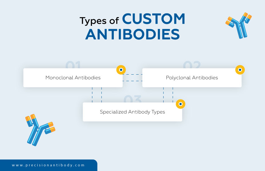 Types of Custom Antibodies