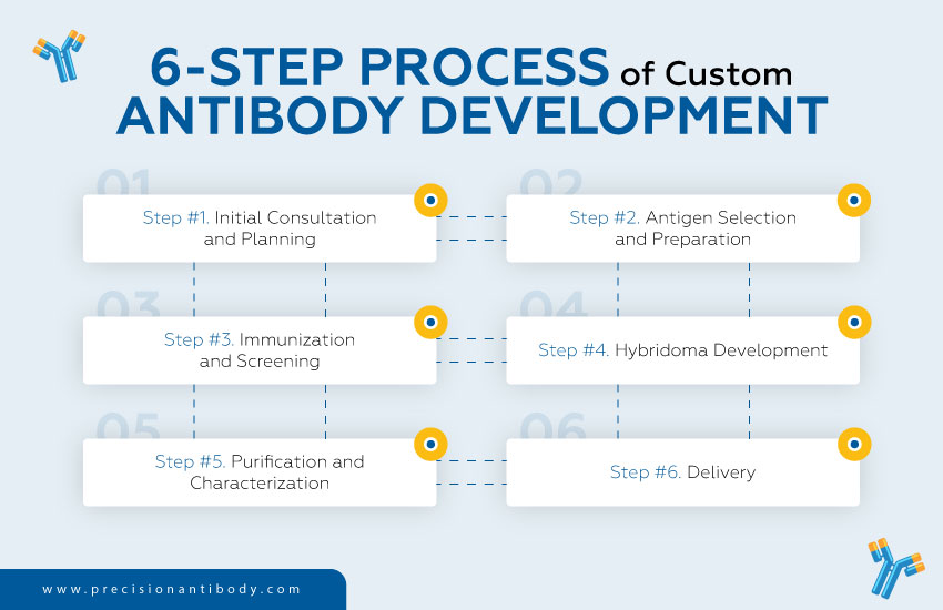 Custom Antibody Development Process