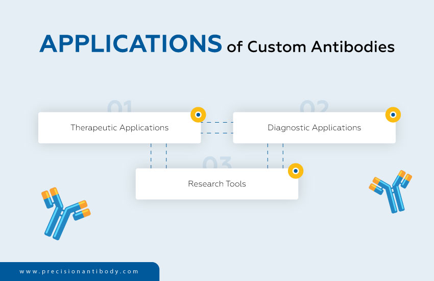 Applications of Custom Antibodies