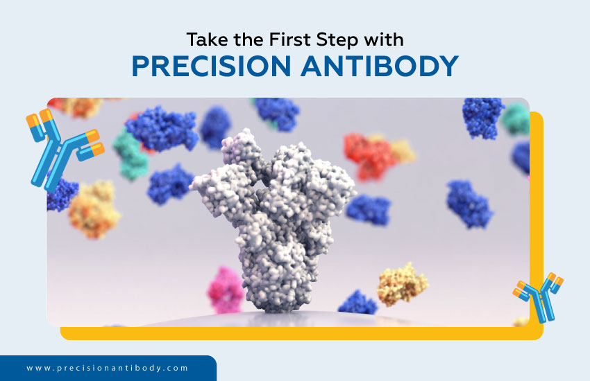 Take the First Step with Precision Antibody