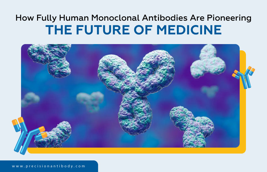 How Fully Human Monoclonal Antibodies Are Pioneering the Future of Medicine