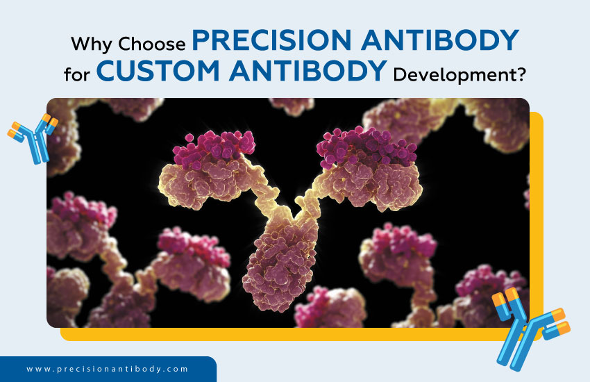 Why Choose Precision Antibody for Custom Antibody Development?