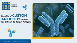 Benefits of Custom Antibody Services for Difficult-to-Target Antigens