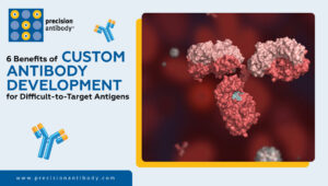 6 Benefits of Custom Antibody Development for Difficult-to-Target Antigens