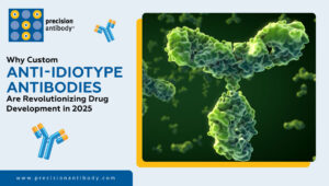 Why Custom Anti-Idiotype Antibodies Are Revolutionizing Drug Development in 2025