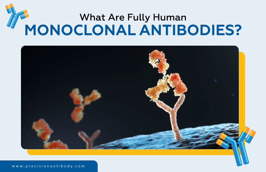 What Are Fully Human Monoclonal Antibodies?