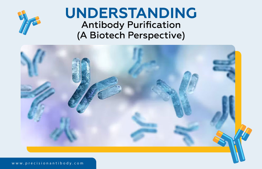 Understanding Antibody Purification (A Biotech Perspective)