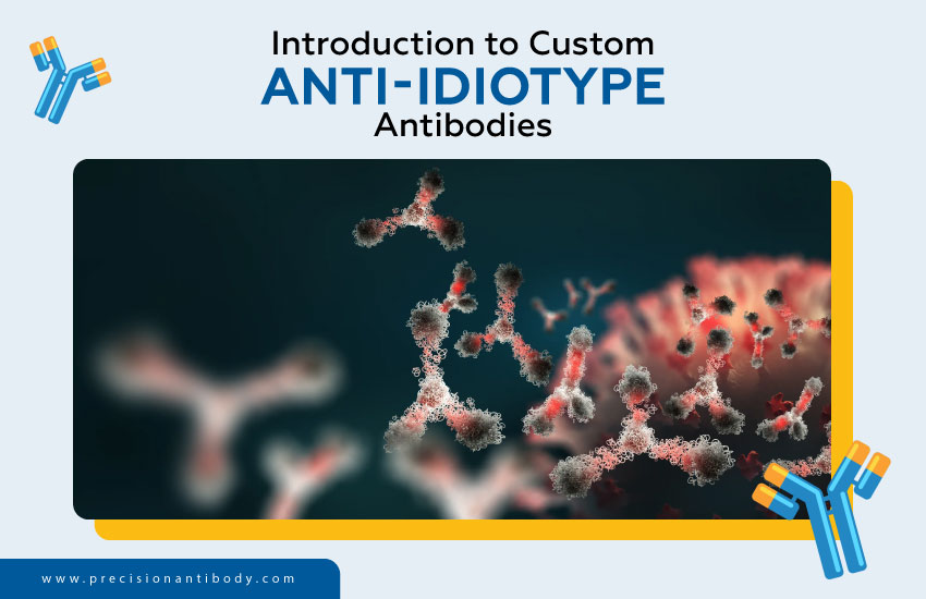 Introduction to Custom Anti-Idiotype Antibodies