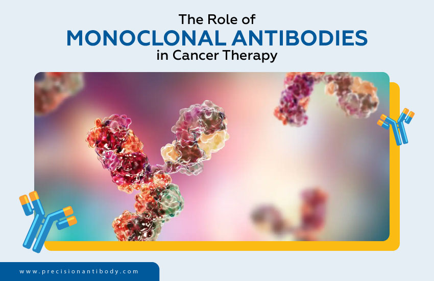 The Role of Monoclonal Antibodies in Cancer Therapy