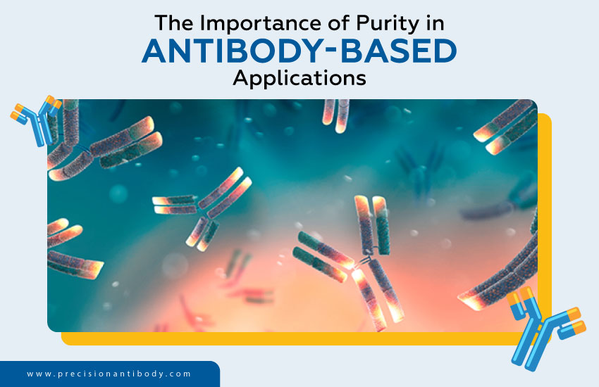 The Importance of Purity in Antibody-Based Applications