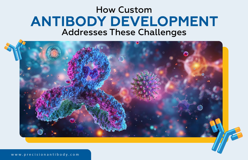 How Custom Antibody Development Addresses These Challenges