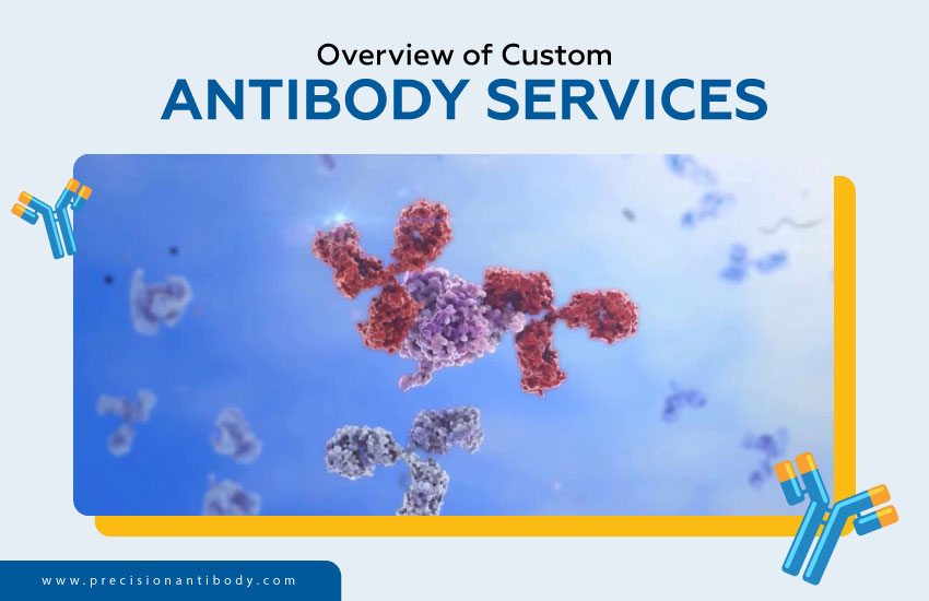 Overview of Custom Antibody Services