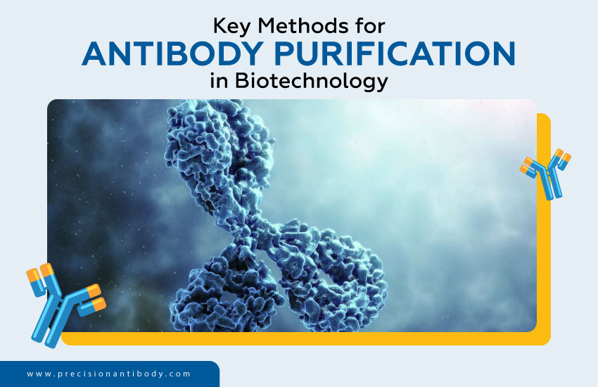 Key Methods for Antibody Purification in Biotechnology