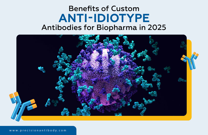 Benefits of Custom Anti-Idiotype Antibodies for Biopharma in 2025