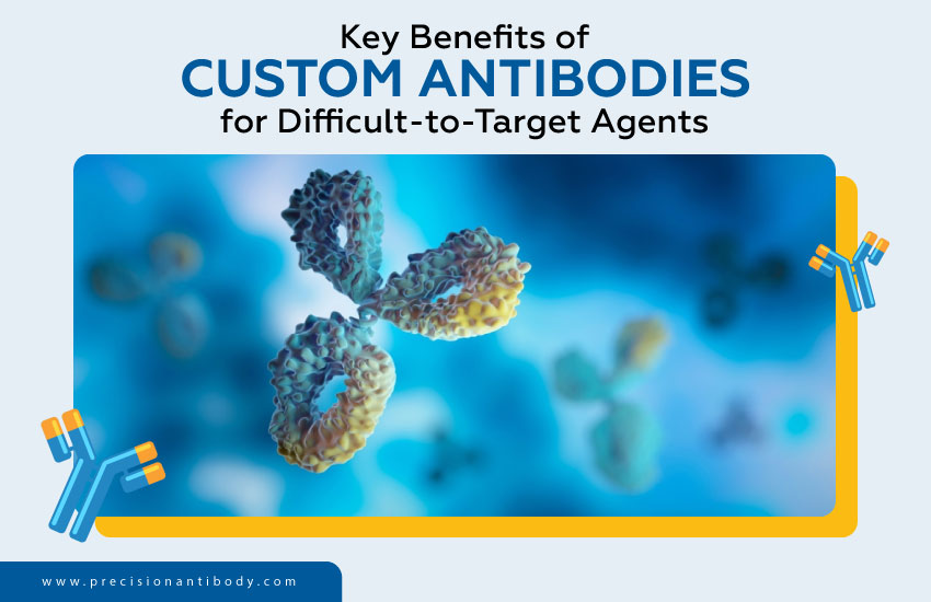 Key Benefits of Custom Antibodies for Difficult-to-Target Agents