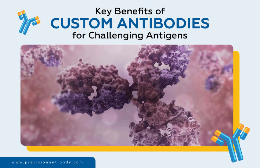 Key Benefits of Custom Antibodies for Challenging Antigens