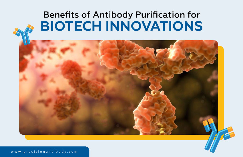 Benefits of Antibody Purification for Biotech Innovations