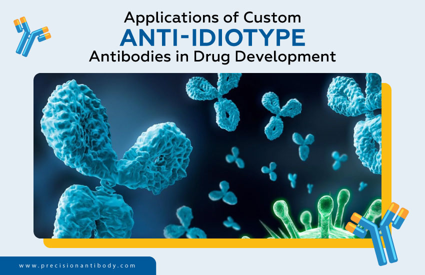 Applications of Custom Anti-Idiotype Antibodies in Drug Development