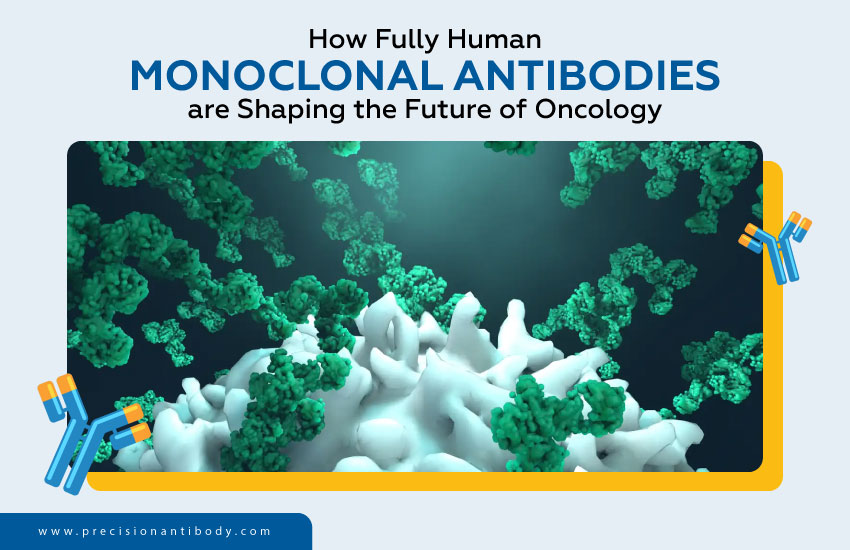 How Fully Human Monoclonal Antibodies are Shaping the Future of Oncology