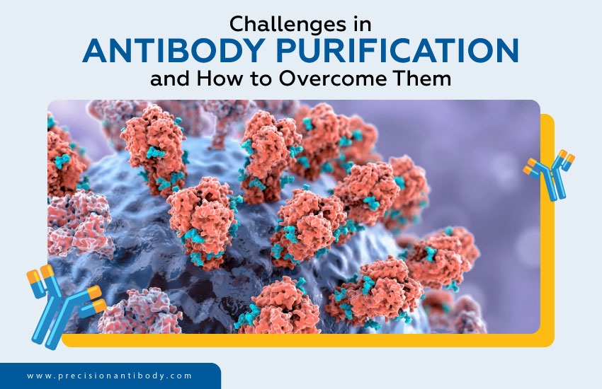 Challenges in Antibody Purification and How to Overcome Them