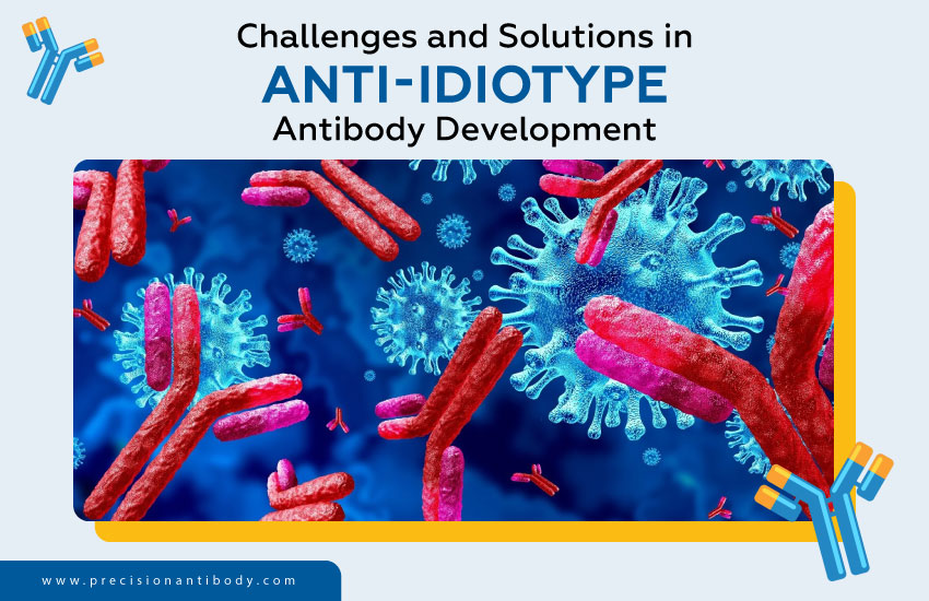 Challenges and Solutions in Anti-Idiotype Antibody Development