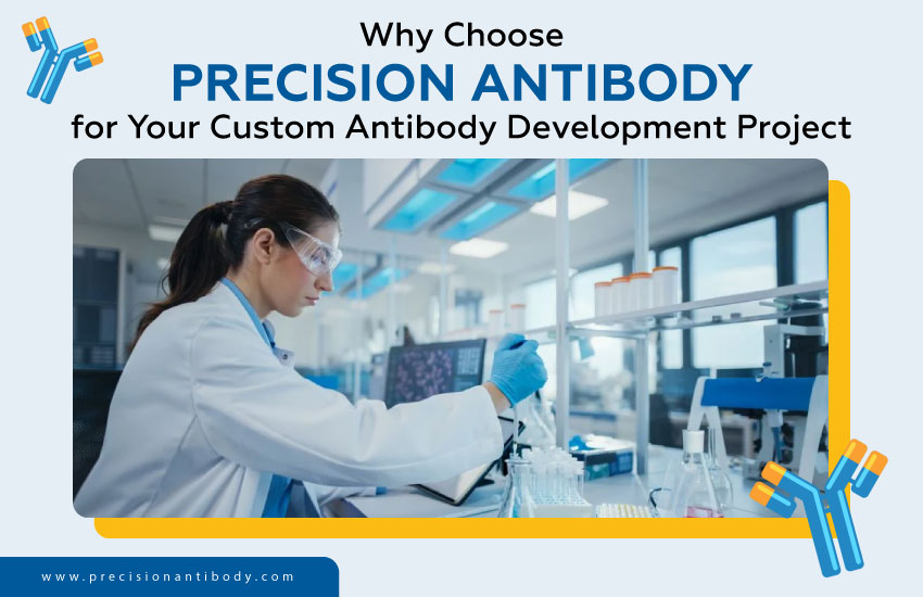 Why Choose Precision Antibody for Your Custom Antibody Development Project