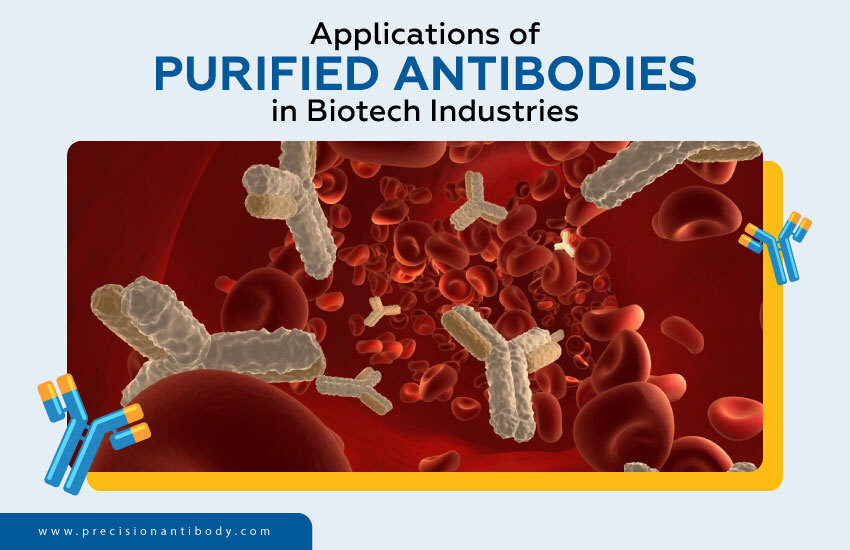 Applications of Purified Antibodies in Biotech Industries