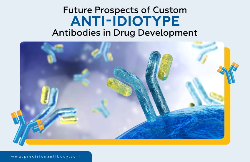 Future Prospects of Custom Anti-Idiotype Antibodies in Drug Development