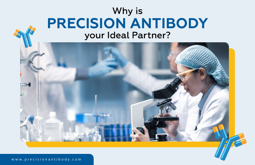 Why is Precision Antibody your Ideal Partner?