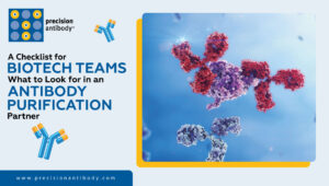 A Checklist for Biotech Teams on What to Look for in an Antibody Purification Partner