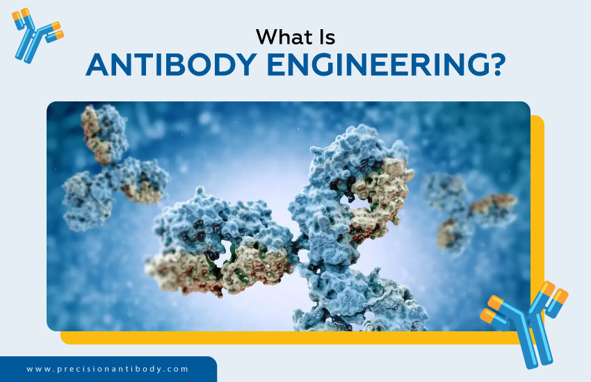 What Is Antibody Engineering?