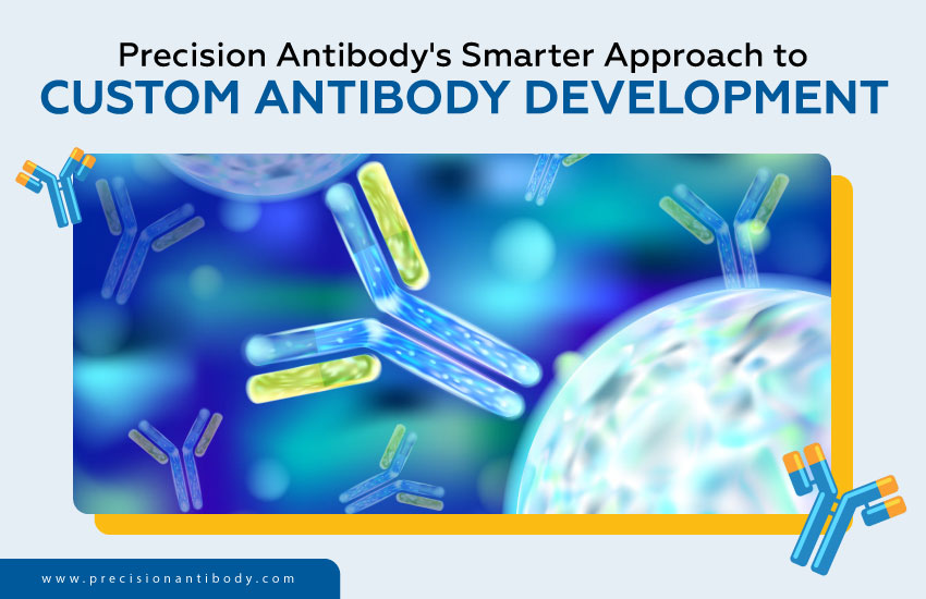 Precision Antibody's Smarter Approach to Custom Antibody Development