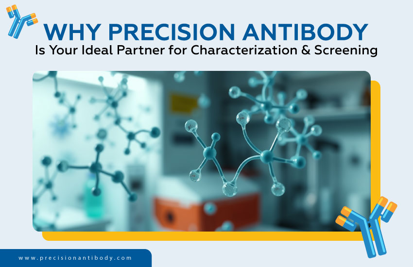 Why Precision Antibody Is Your Ideal Partner for Characterization & Screening