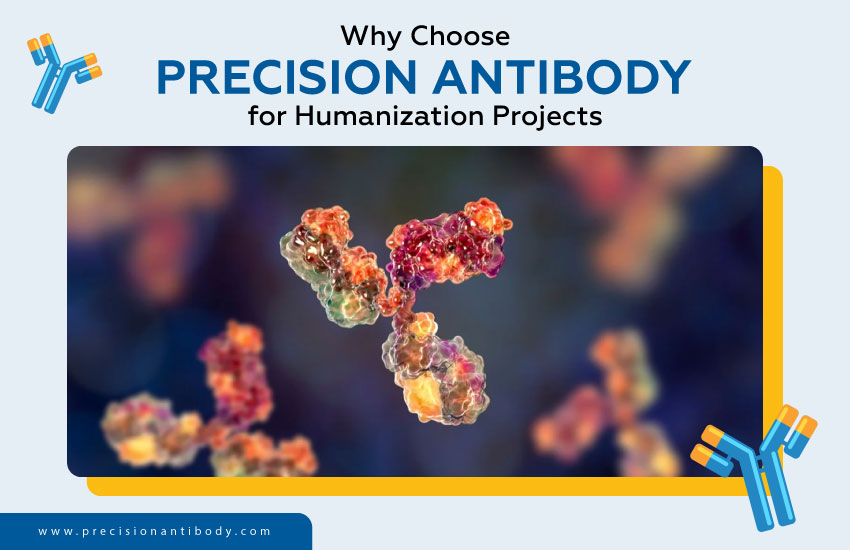 Why Choose Precision Antibody for Humanization Projects