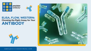 ELISA, Flow, Western: Choosing the Right Assay for Your Antibody