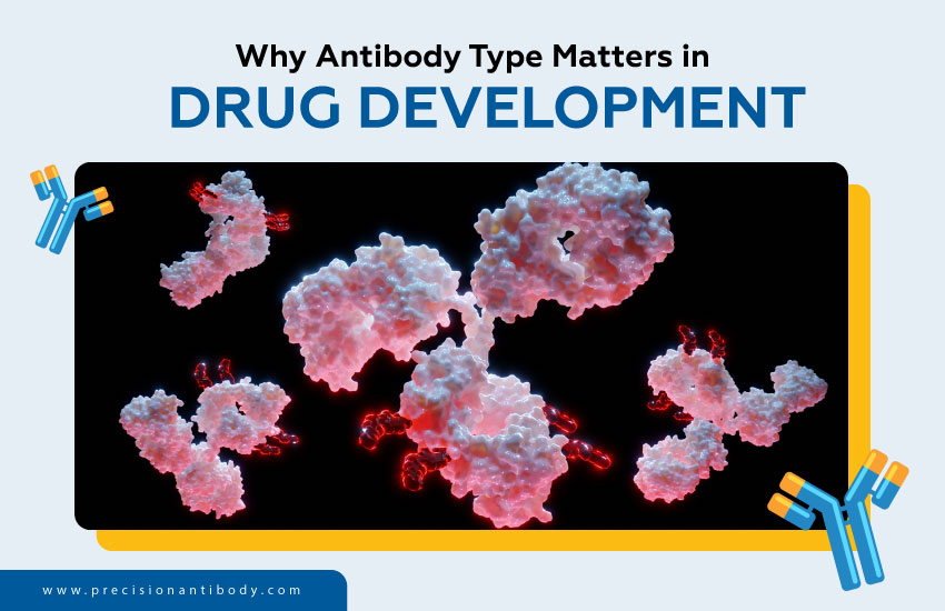 Why Antibody Type Matters in Drug Development