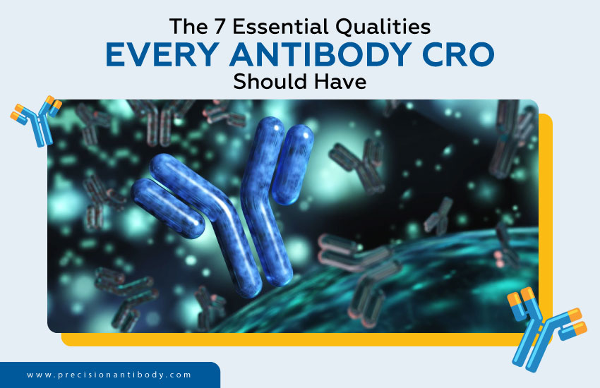 The 7 Essential Qualities Every Antibody CRO Should Have