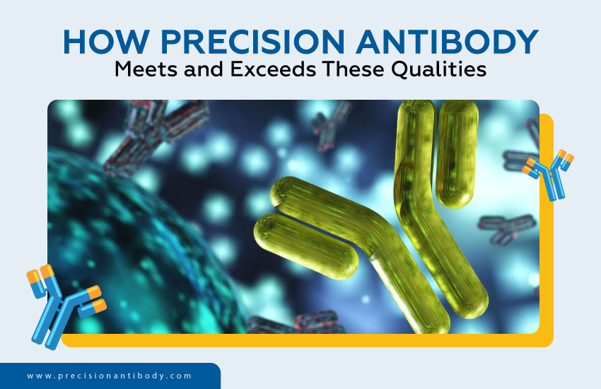 How Precision Antibody Meets and Exceeds These Qualities