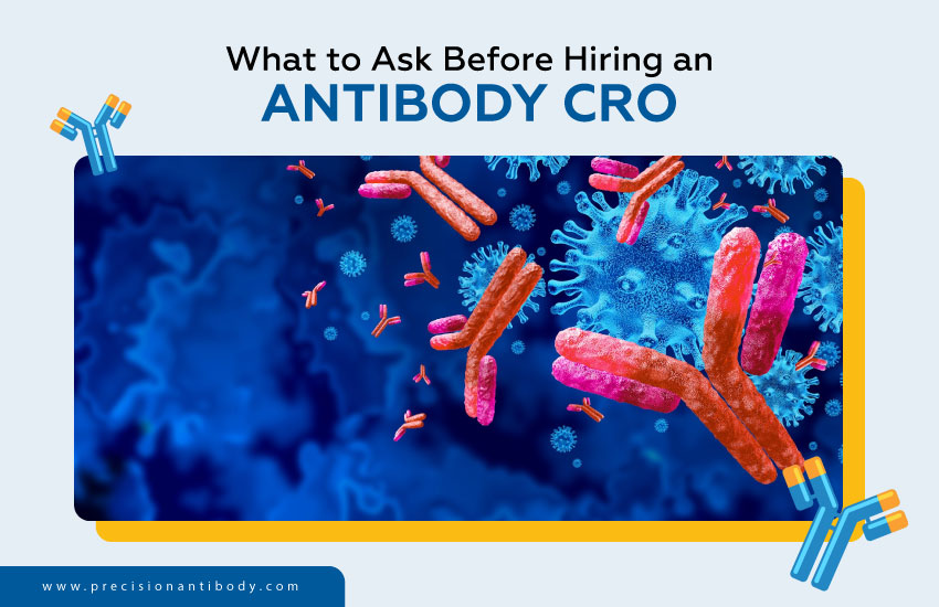 What to Ask Before Hiring an Antibody CRO