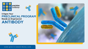 5 Signs Your Preclinical Program Needs an Engineered Antibody