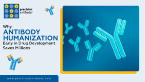 Why Antibody Humanization Early in Drug Development Saves Millions