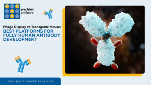 Phage Display vs Transgenic Mouse: Best Platforms for Fully Human Antibody Development