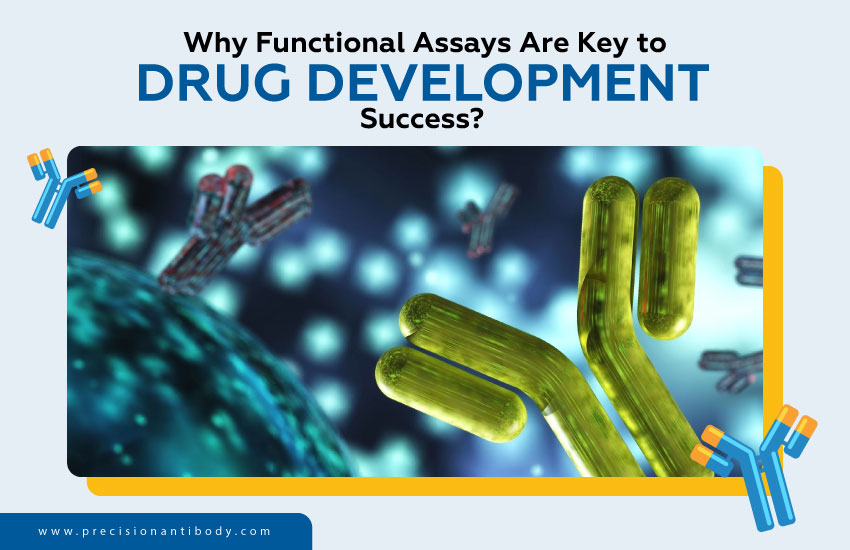 Why Functional Assays Are Key to Drug Development Success