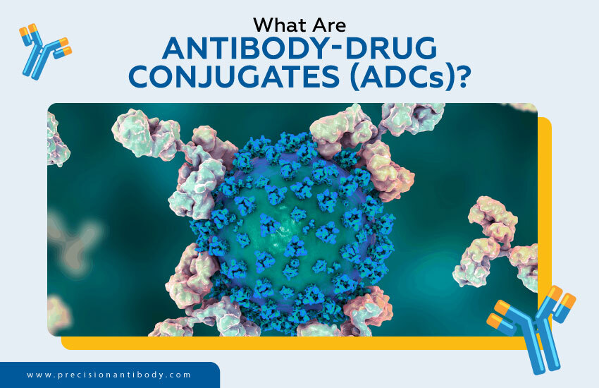 What Are Antibody-Drug Conjugates (ADCs)?