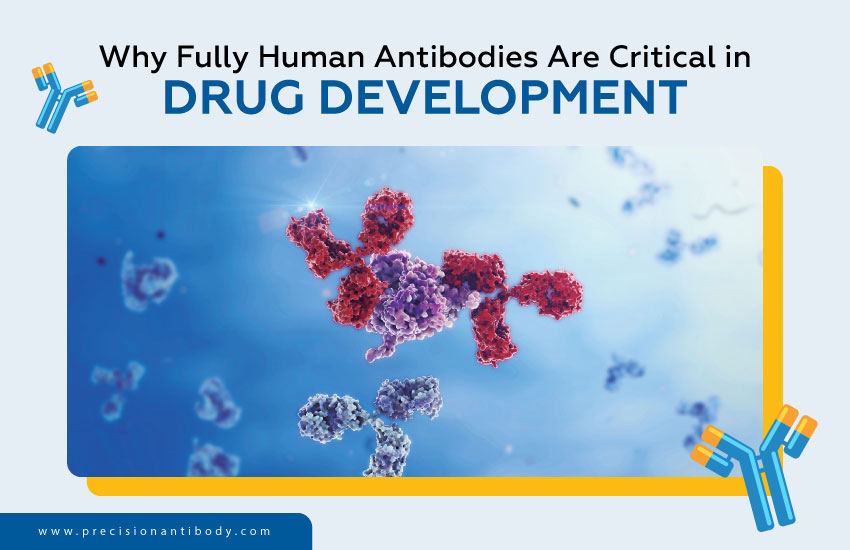 Why Fully Human Antibodies Are Critical in Drug Development